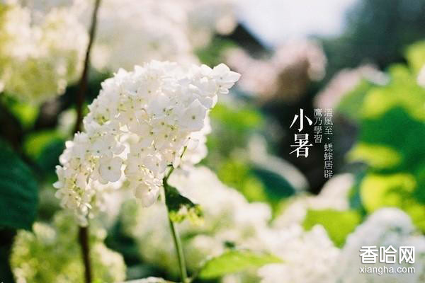 【佛山黄瓜视频污污污陶瓷】伏天至，熱浪滾-小暑